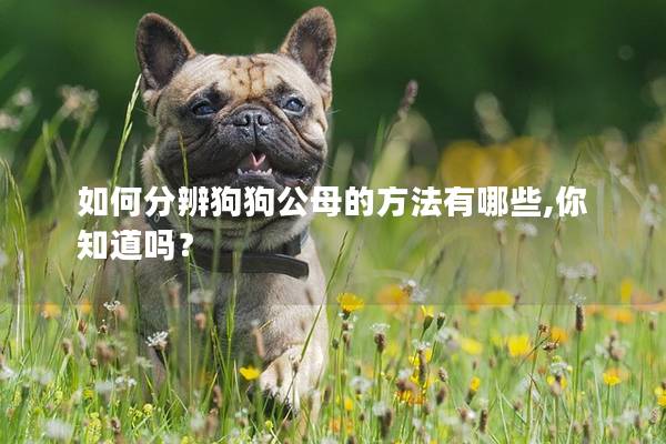 如何分辨狗狗公母的方法有哪些,你知道吗? 如何分辨狗狗公母的方法有哪些,你知道吗?