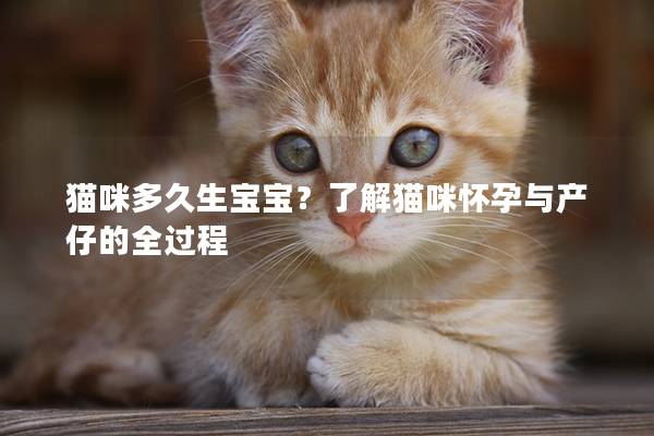 猫咪多久生宝宝？了解猫咪怀孕与产仔的全过程