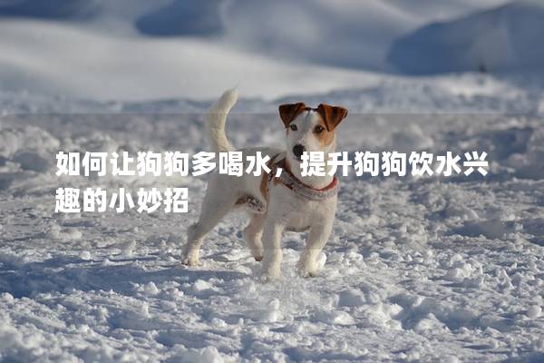 如何让狗狗多喝水，提升狗狗饮水兴趣的小妙招