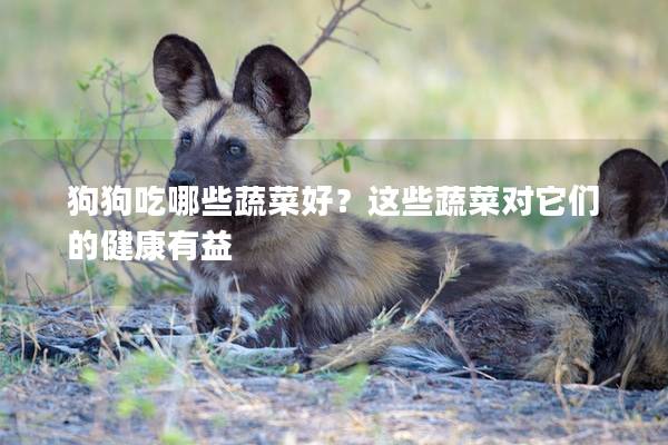 狗狗吃哪些蔬菜好？这些蔬菜对它们的健康有益