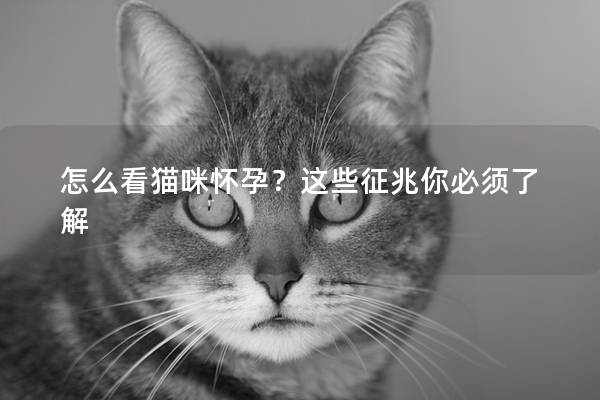 怎么看猫咪怀孕？这些征兆你必须了解