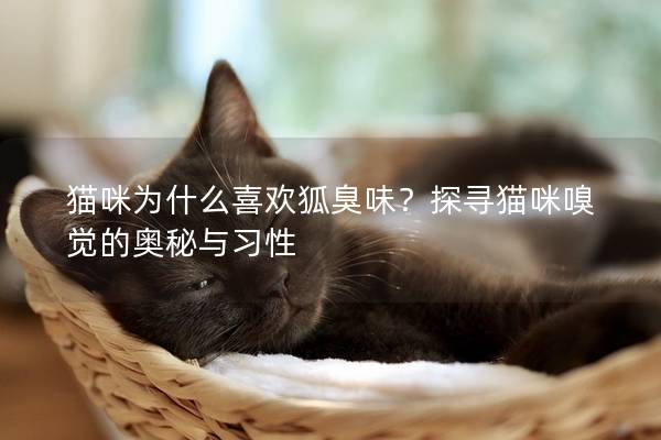 猫咪为什么喜欢狐臭味？探寻猫咪嗅觉的奥秘与习性