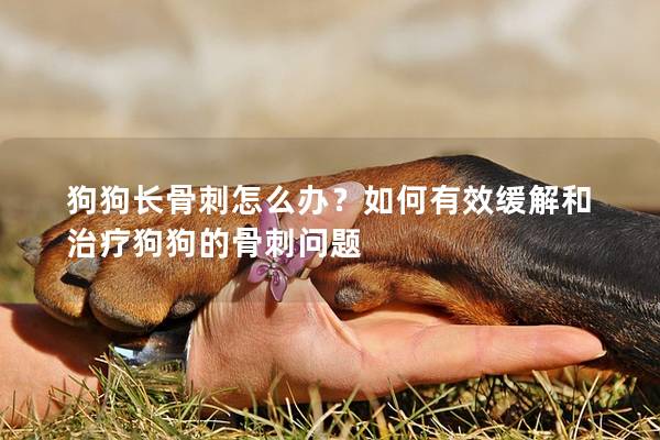 狗狗长骨刺怎么办？如何有效缓解和治疗狗狗的骨刺问题