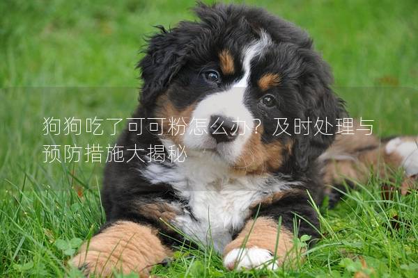 狗狗吃了可可粉怎么办？及时处理与预防措施大揭秘