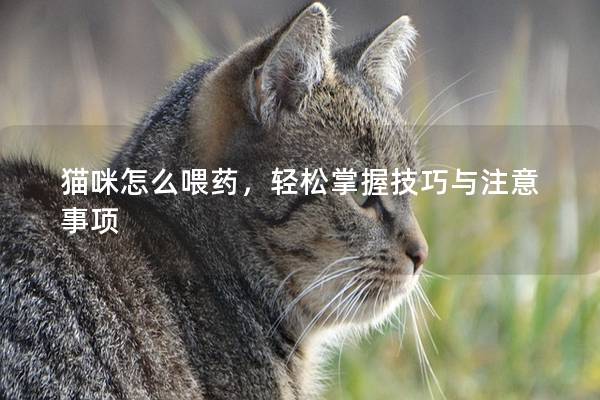 猫咪怎么喂药，轻松掌握技巧与注意事项