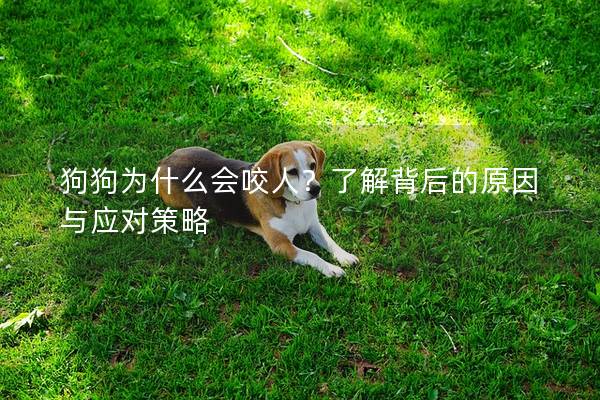 狗狗为什么会咬人？了解背后的原因与应对策略