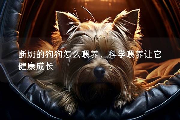 断奶的狗狗怎么喂养，科学喂养让它健康成长