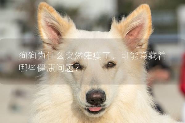 狗狗为什么突然瘫痪了,可能隐藏着哪些健康问题? 狗狗为什么突然瘫痪了,可能隐藏着哪些健康问题?