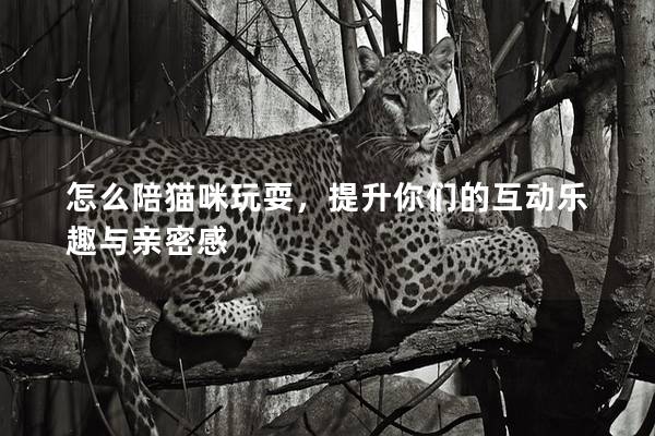 怎么陪猫咪玩耍，提升你们的互动乐趣与亲密感
