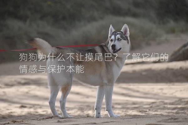 狗狗为什么不让摸尾巴？了解它们的情感与保护本能