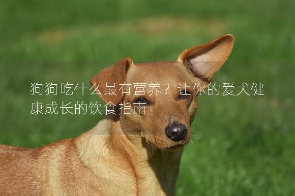 狗狗吃什么最有营养？让你的爱犬健康成长的饮食指南