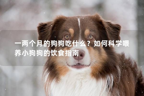 一两个月的狗狗吃什么？如何科学喂养小狗狗的饮食指南