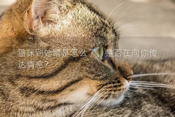 猫咪到处蹭是怎么了，是否在向你传达情感？