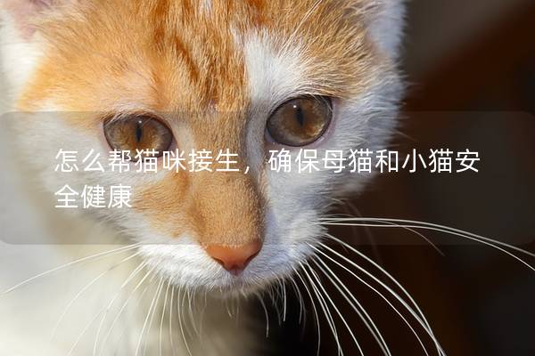 怎么帮猫咪接生，确保母猫和小猫安全健康