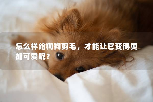 怎么样给狗狗剪毛,才能让它变得更加可爱呢? 怎么样给狗狗剪毛,才能让它变得更加可爱呢?