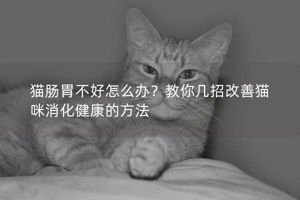 猫肠胃不好怎么办？教你几招改善猫咪消化健康的方法