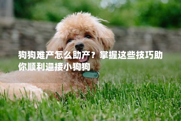 狗狗难产怎么助产？掌握这些技巧助你顺利迎接小狗狗