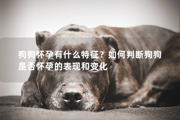 狗狗怀孕有什么特征？如何判断狗狗是否怀孕的表现和变化