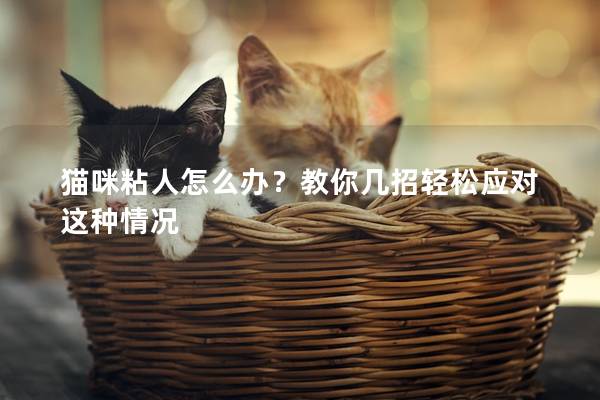 猫咪粘人怎么办？教你几招轻松应对这种情况