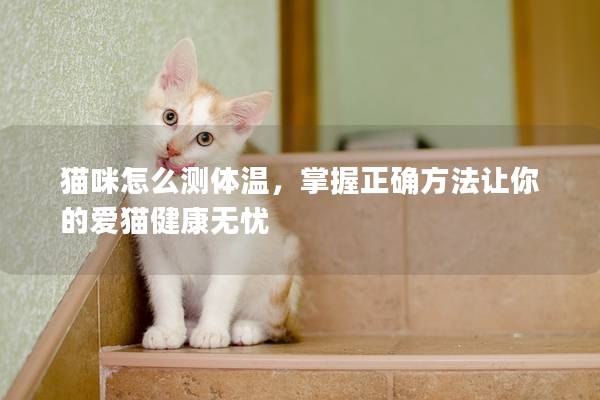 猫咪怎么测体温，掌握正确方法让你的爱猫健康无忧