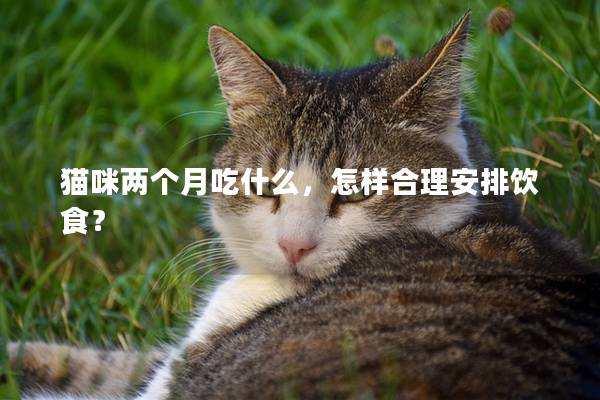 猫咪两个月吃什么，怎样合理安排饮食？