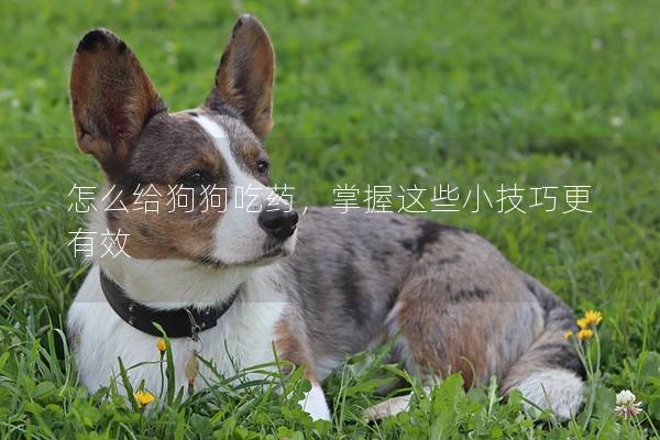怎么给狗狗吃药，掌握这些小技巧更有效