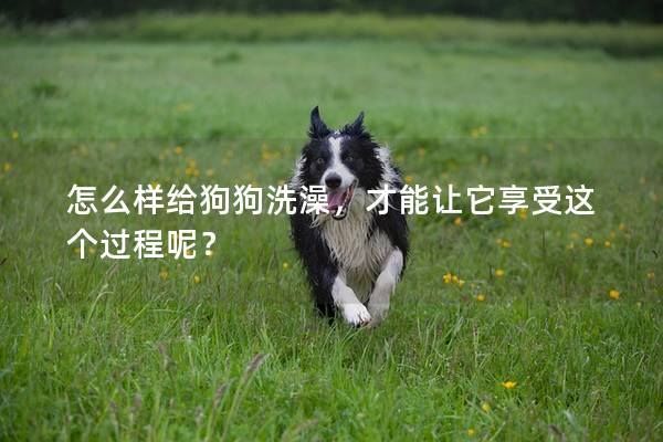 怎么样给狗狗洗澡，才能让它享受这个过程呢？