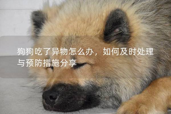 狗狗吃了异物怎么办，如何及时处理与预防措施分享