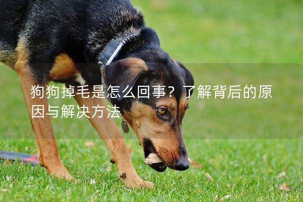 狗狗掉毛是怎么回事？了解背后的原因与解决方法