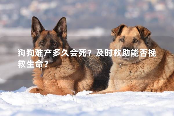 狗狗难产多久会死？及时救助能否挽救生命？