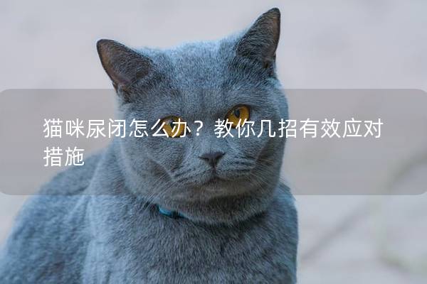 猫咪尿闭怎么办？教你几招有效应对措施