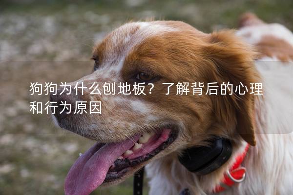 狗狗为什么刨地板？了解背后的心理和行为原因