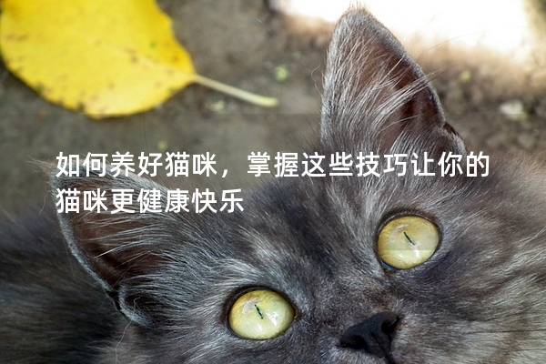 如何养好猫咪，掌握这些技巧让你的猫咪更健康快乐