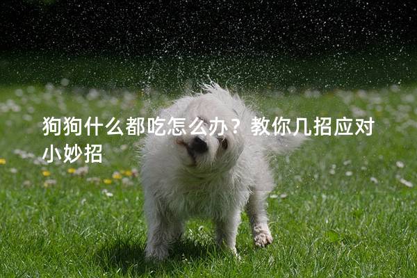 狗狗什么都吃怎么办？教你几招应对小妙招