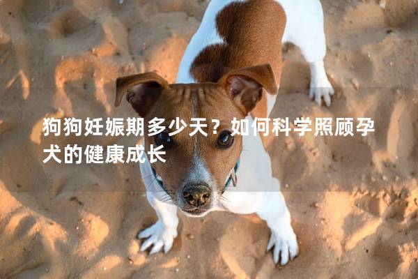狗狗妊娠期多少天？如何科学照顾孕犬的健康成长