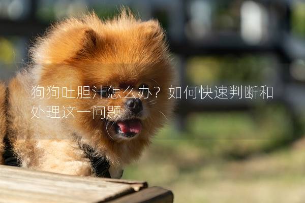 狗狗吐胆汁怎么办？如何快速判断和处理这一问题