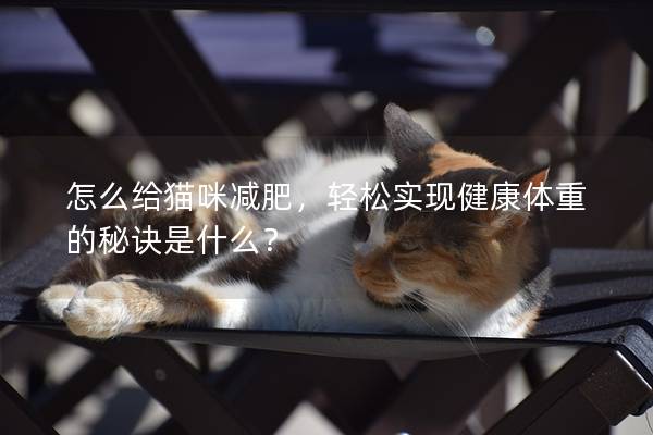 怎么给猫咪减肥，轻松实现健康体重的秘诀是什么？