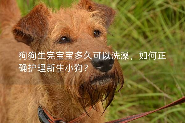 狗狗生完宝宝多久可以洗澡，如何正确护理新生小狗？