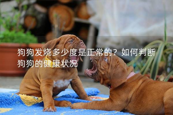 狗狗发烧多少度是正常的？如何判断狗狗的健康状况