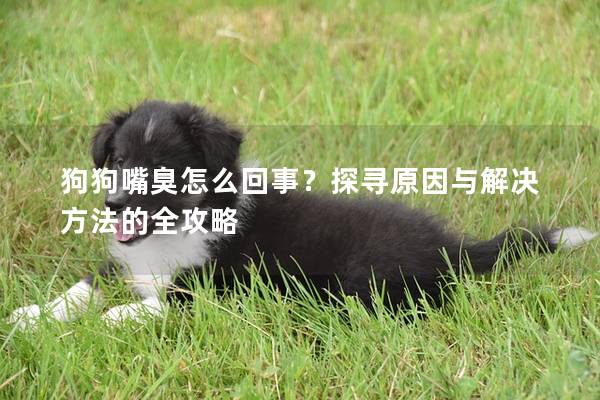 狗狗嘴臭怎么回事？探寻原因与解决方法的全攻略