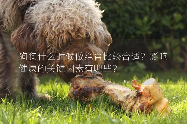 狗狗什么时候做绝育比较合适？影响健康的关键因素有哪些？