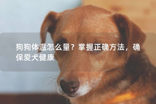 狗狗体温怎么量？掌握正确方法，确保爱犬健康
