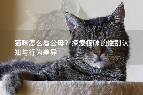 猫咪怎么看公母？探索猫咪的性别认知与行为差异