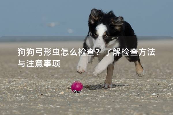狗狗弓形虫怎么检查？了解检查方法与注意事项