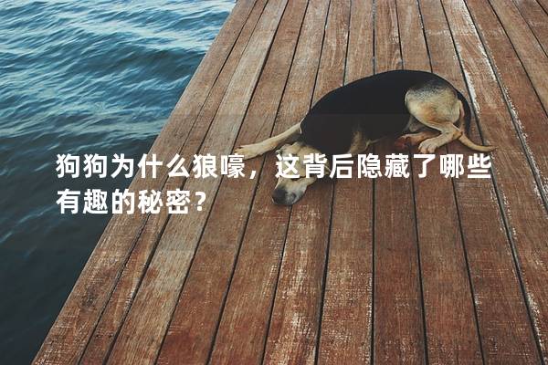 狗狗为什么狼嚎，这背后隐藏了哪些有趣的秘密？
