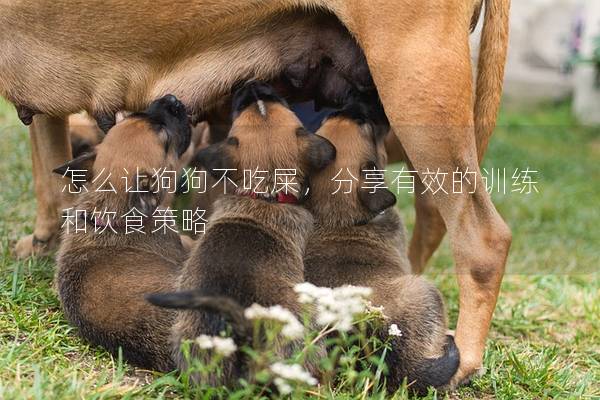 怎么让狗狗不吃屎，分享有效的训练和饮食策略