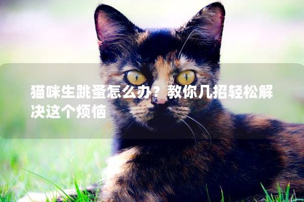 猫咪生跳蚤怎么办？教你几招轻松解决这个烦恼