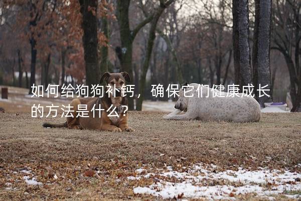 如何给狗狗补钙,确保它们健康成长的方法是什么? 如何给狗狗补钙,确保它们健康成长的方法是什么?