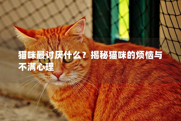 猫咪最讨厌什么？揭秘猫咪的烦恼与不满心理