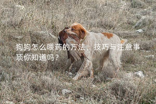 狗狗怎么喂药的方法，技巧与注意事项你知道吗？